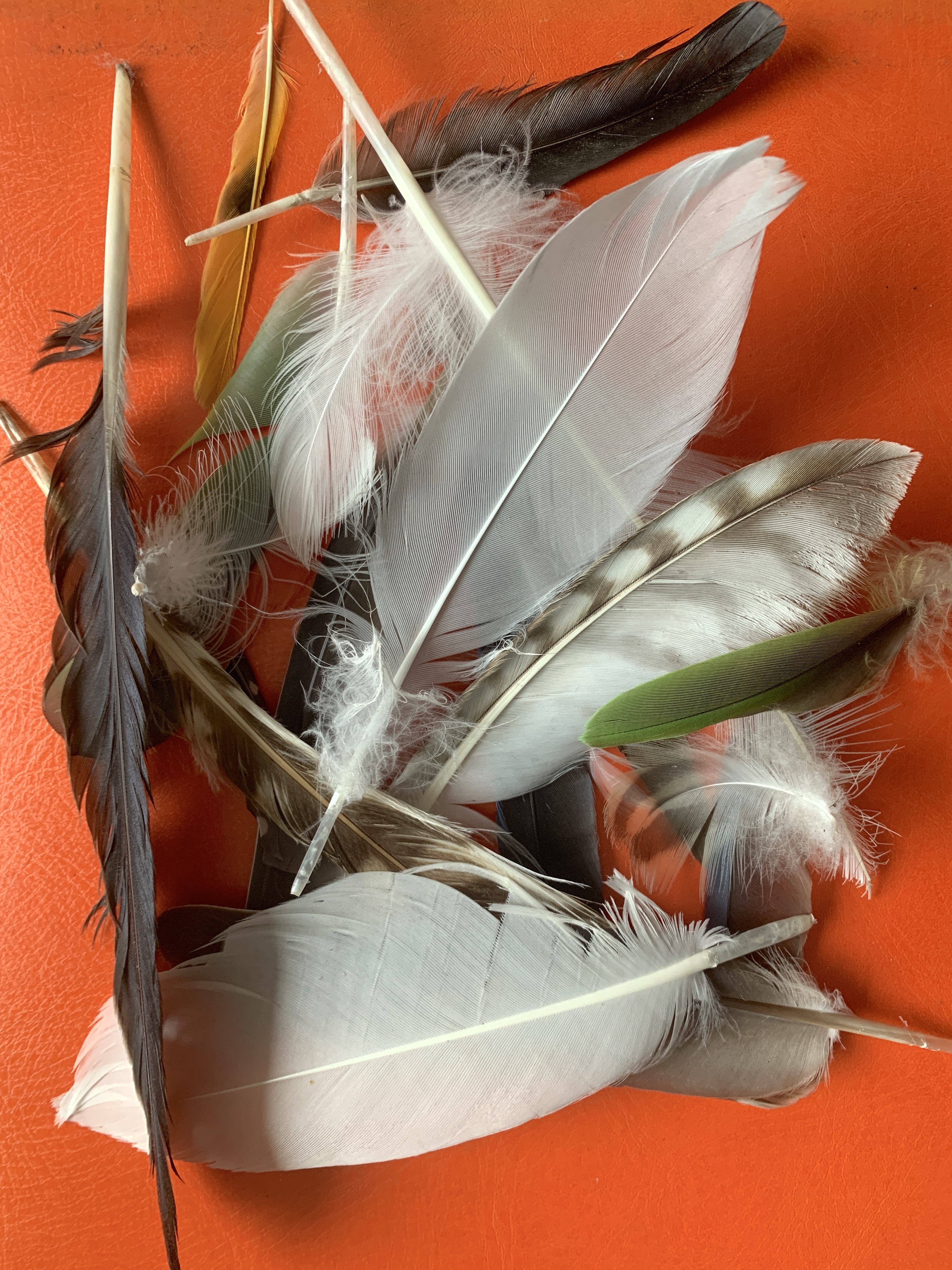 assortment of feathers against orange background