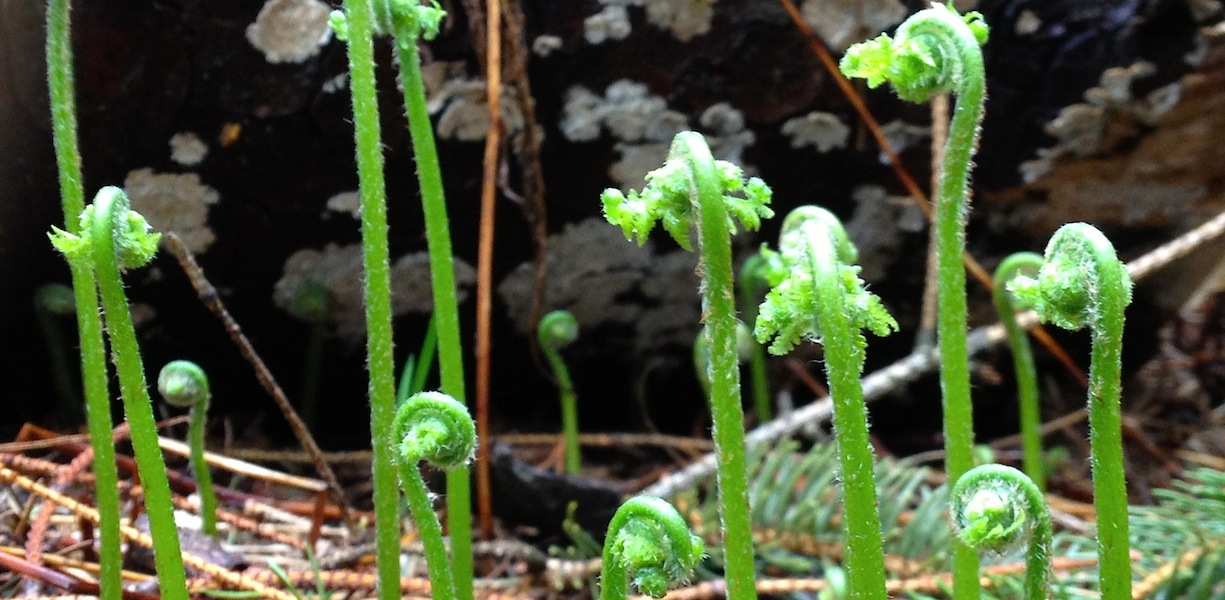 fiddleheads